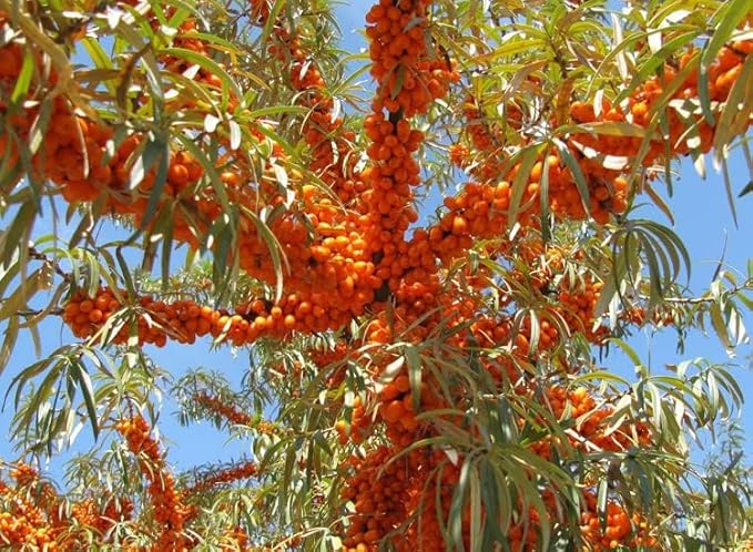 2PC Lip Balm Fade Dark Pigment Whitening Moisturizing Lip Hyaluronic Acid Exfoliating Dead Skin Lightening Lip Care (Orange)