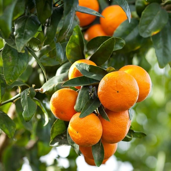 Aromatics International Premium Organic Mandarin Red Essential Oil 18ml | 100% Pure Essential Oil for Diffusion & Aromatherapy