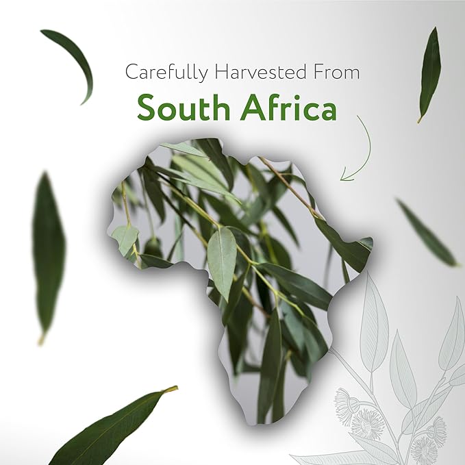 HBNO California Bottled Organic Eucalyptus Essential Oil (Radiata) 1 fl oz (30ml) - USDA Certified Organic Eucalyptus Oil - Perfect Eucalyptus Oil Essential Oil for Aromatherapy