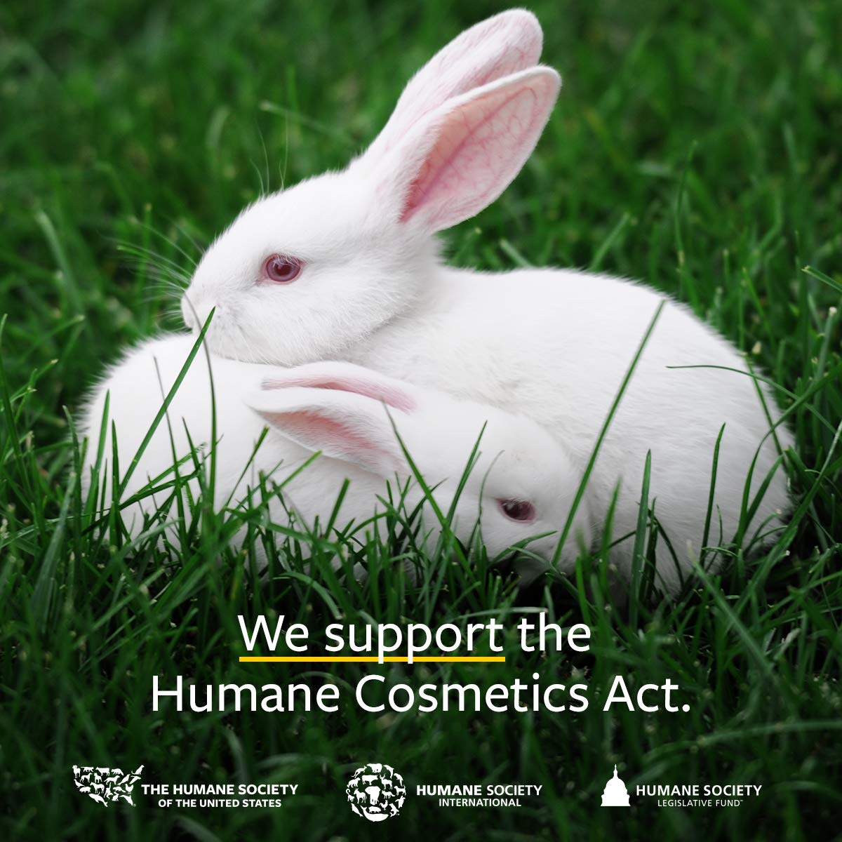 US Organic Hemp Seed Oil, Certified Organic, Pure & Natural, Cold Pressed Virgin, Unrefined, Amber Glass Bottle with Glass Eye Dropper for Easy Application (2 oz (56 ml))