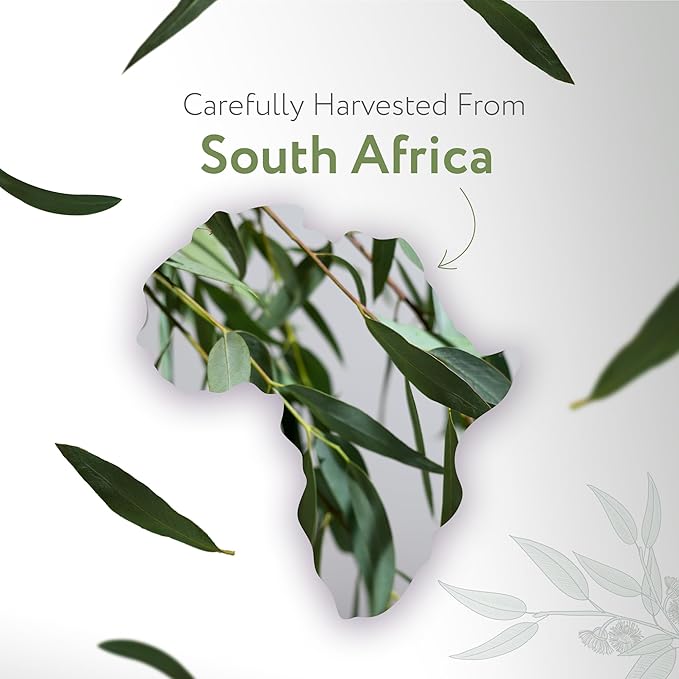 HBNO Organic Eucalyptus Radiata Oil - 16 oz (475ml) Value Size - Ideal for Shampoos, Conditioners, Mouth Washes, Face wash, Lotions, and Skin Care Products